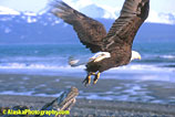 Eagle, Eagles, Alaska Eagle Photos, Alaska Eagle Picture