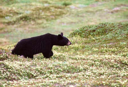 alaska photo, alaska wildlife, alaska bear
