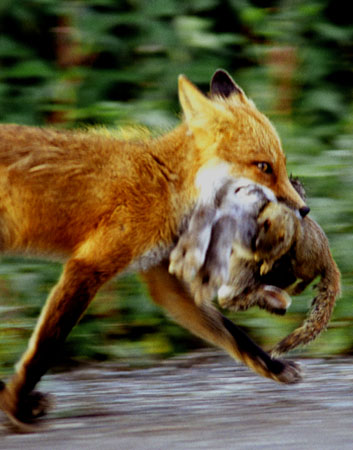 Alaska Photo - fox meal