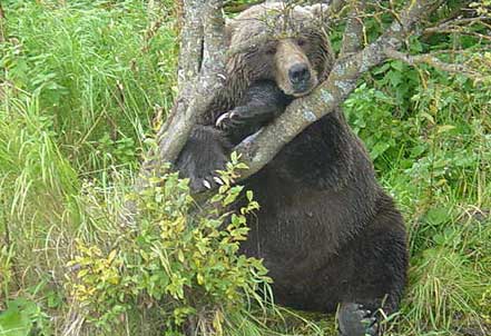 Alaska Kodiak bear