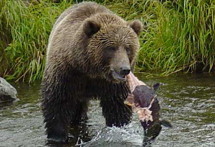 Alaska Kodiak bear